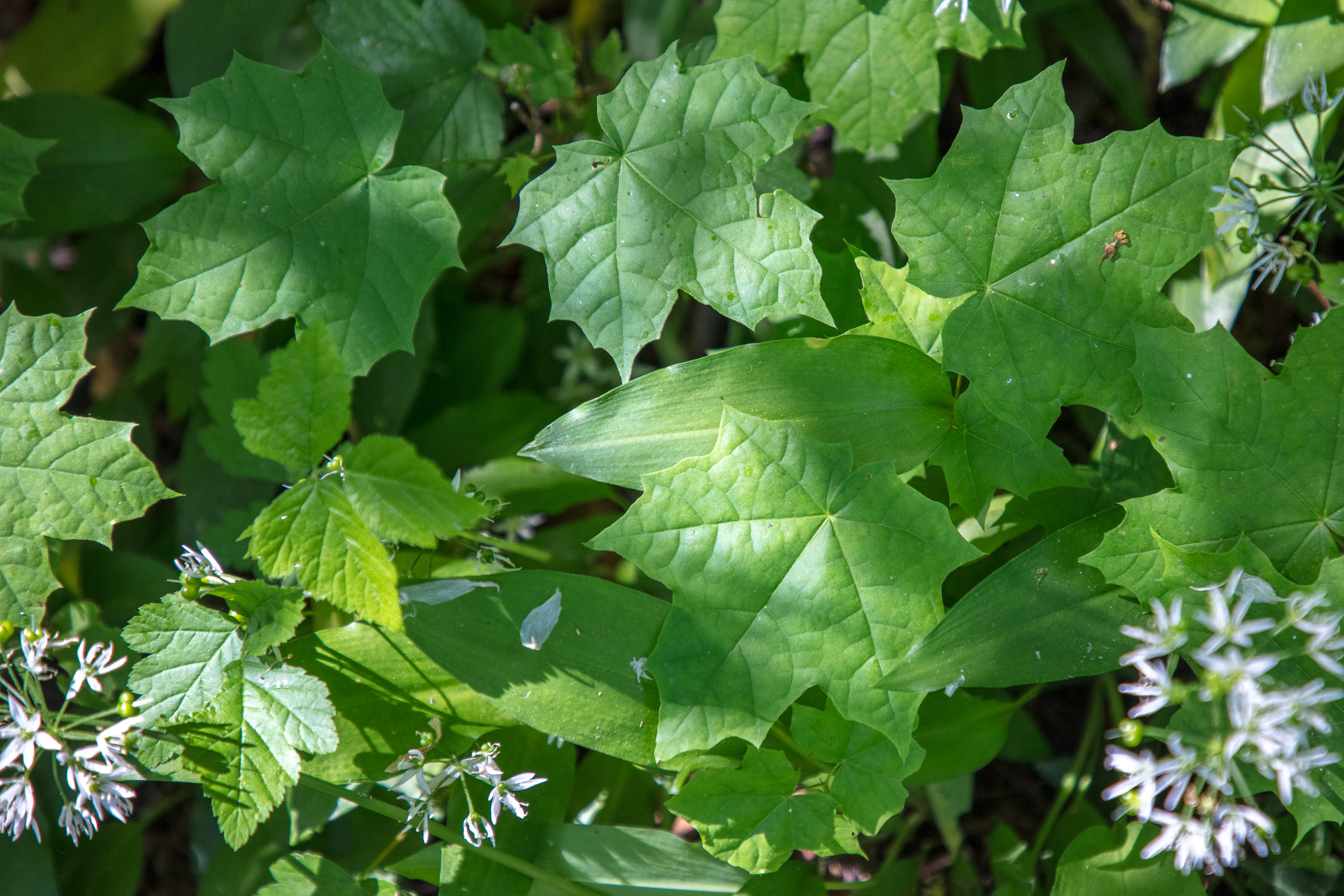 20220508124655 DP017533